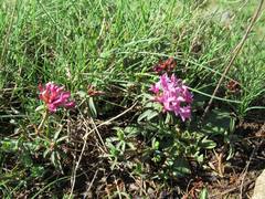 Daphne striata