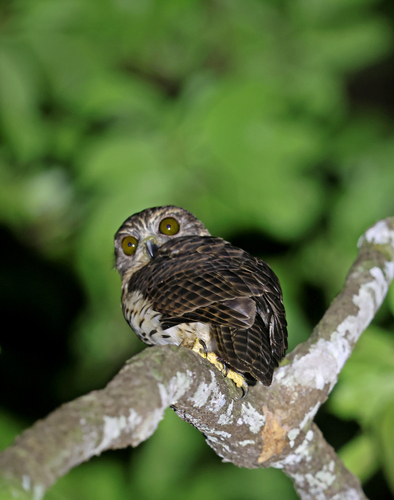 Uroglaux dimorpha, 2026-08-02