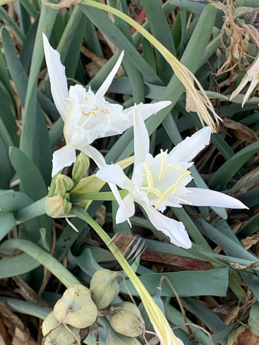 Sea Daffodil