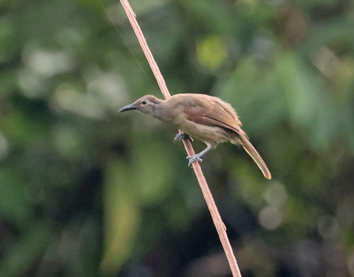 Xanthotis flaviventer observed 2026-08-03