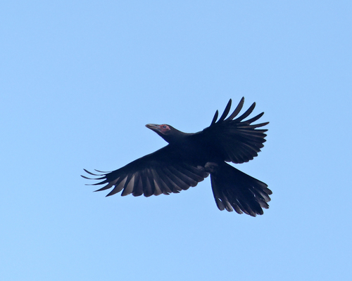 Corvus tristis observed 2026-08-03