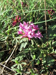Daphne striata