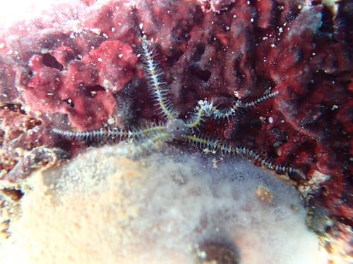 Common Brittle Star