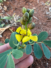 Senna italica, photograph (c) Rebecca Ryen-Stols, some rights reserved (CC BY-SA)