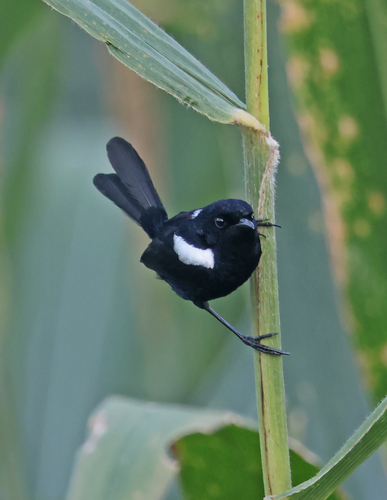 Malurus alboscapulatus observed 2026-08-03
