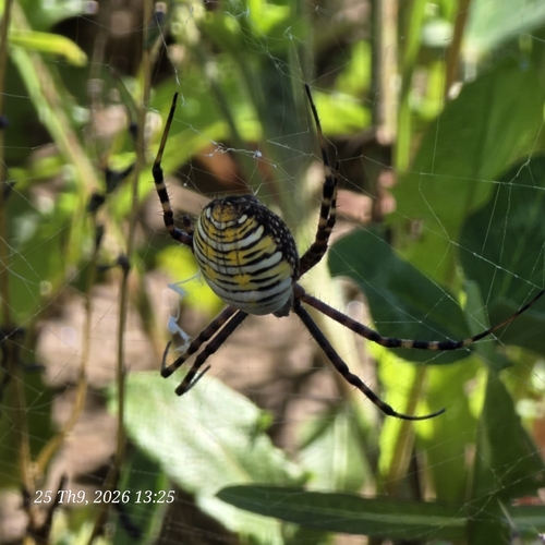 Banded Garden Spider