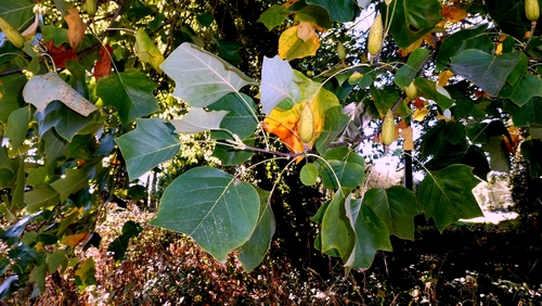 Chinese tulip tree