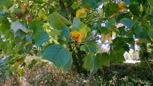 Liriodendron chinense, photograph 1