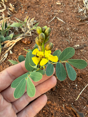 Senna italica