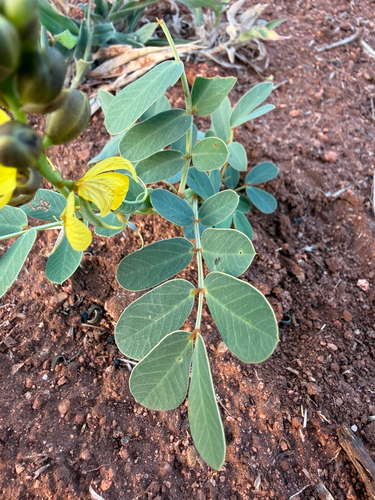 Senna italica, photograph 3