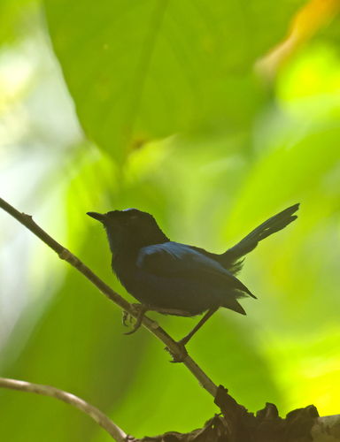 Malurus cyanocephalus observed 2026-08-04