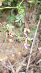 Hosackia stipularis ottleyi