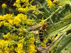 Megacampsomeris prismatica