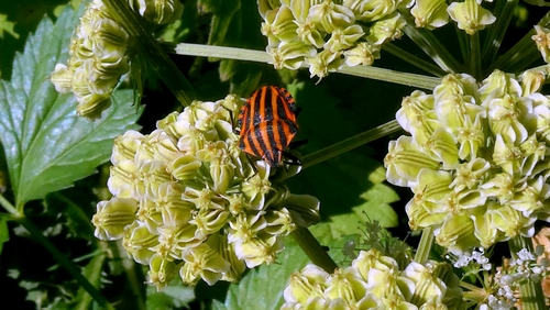 Continental Striped Shield Bug
