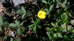 author not stated, no rights reserved Potentilla reptans, photograph author not stated, no rights reserved