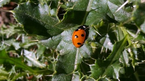 Seven-spotted Lady Beetle