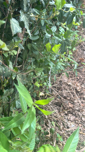 fortune's spindle