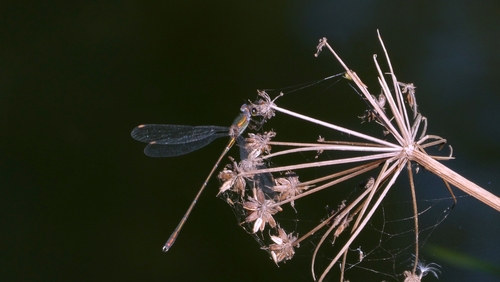 Western Willow Spreadwing