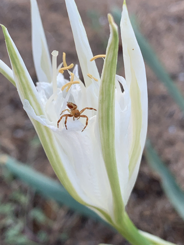 Napoleon Spider