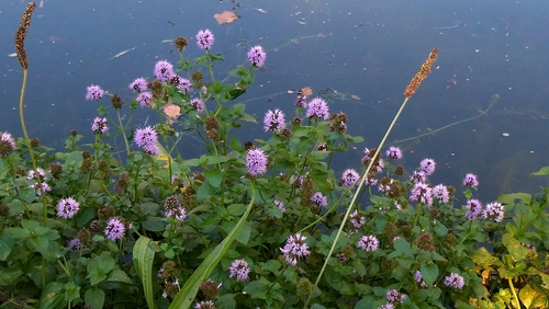 watermint