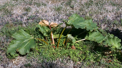 Rhubarb