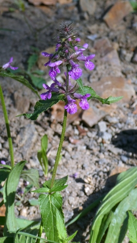 Stachys palustris, photograph 4