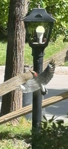 Red-bellied Woodpecker