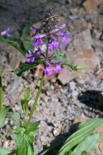 Stachys palustris, photograph 5