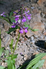 author not stated, no rights reserved Stachys palustris, photograph author not stated, no rights reserved