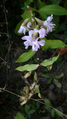 common soapwort