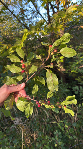 alder buckthorn