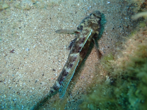 Red-mouthed Goby