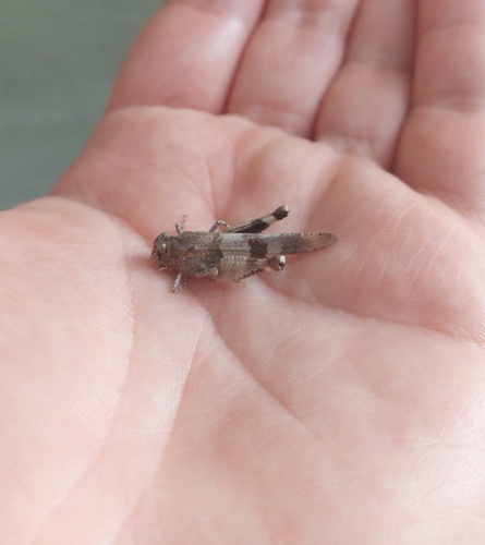 Blue-winged Grasshopper