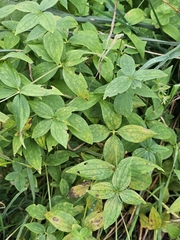 Asperula taurina