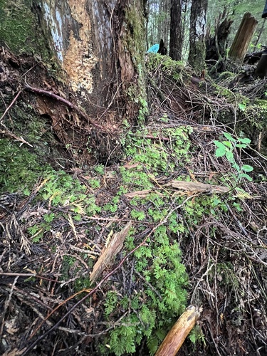 Hypopterygium flavolimbatum observed 2026-09-23