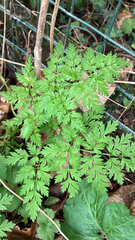 author not stated, no rights reserved Anthriscus sylvestris, photograph author not stated, no rights reserved