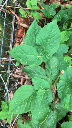 Aegopodium podagraria, photograph 4