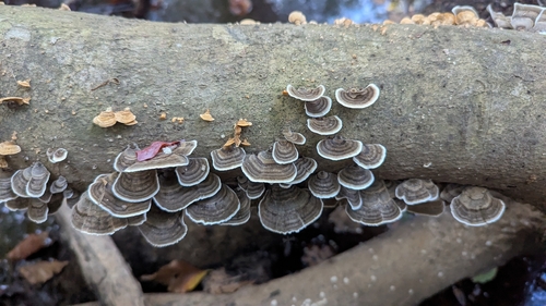 turkey-tail