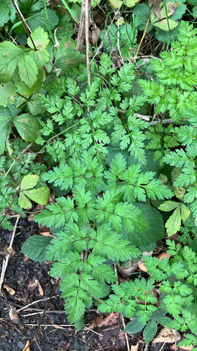 Anthriscus sylvestris, photograph 4