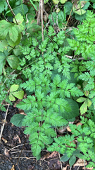 author not stated, no rights reserved Anthriscus sylvestris, photograph author not stated, no rights reserved