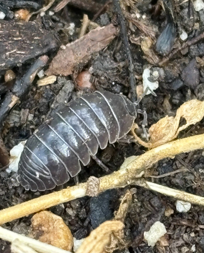 Common Pill Woodlouse