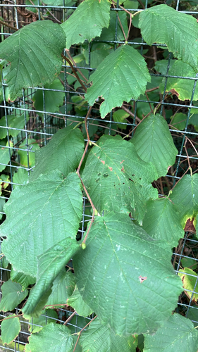 Corylus avellana, photograph 5