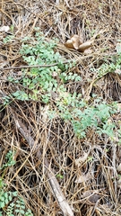 Hosackia stipularis ottleyi