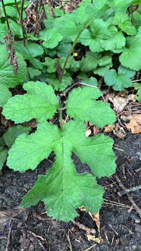 Heracleum sphondylium, photograph 3