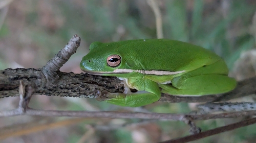 Green Treefrog