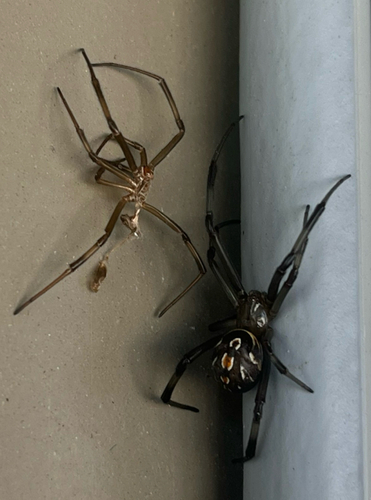 Western Black Widow