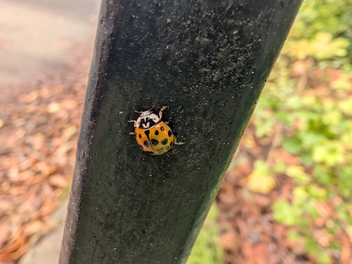 Asian Lady Beetle