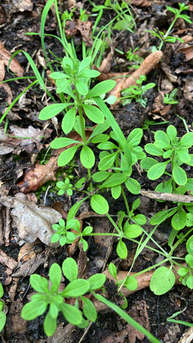 Galium aparine, photograph 3