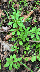 author not stated, no rights reserved Galium aparine, photograph author not stated, no rights reserved