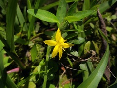 Hypoxis decumbens, photograph (c) Felipe Horton, some rights reserved (CC BY)